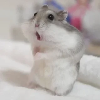 😲