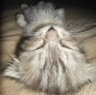 💤