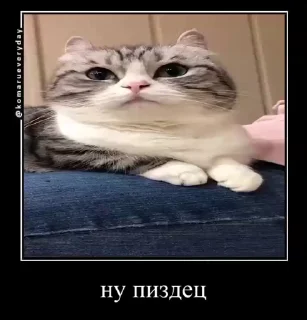 🙈