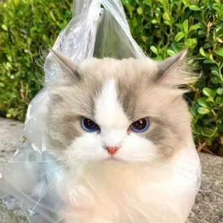 😠