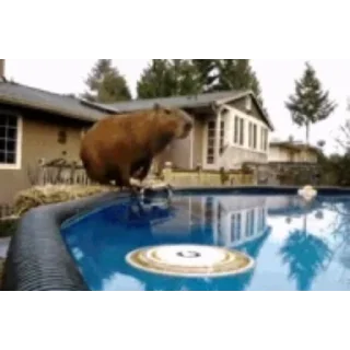 🏊‍♂️