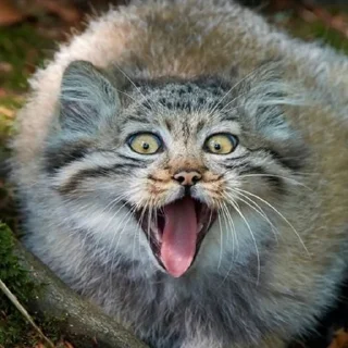 🤪