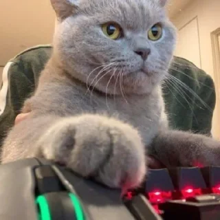 🐈