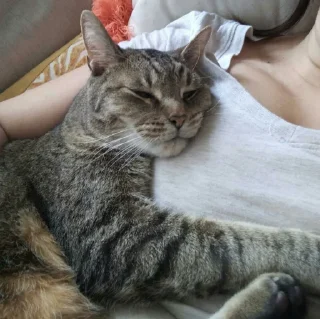 😺