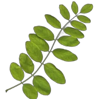 🌿