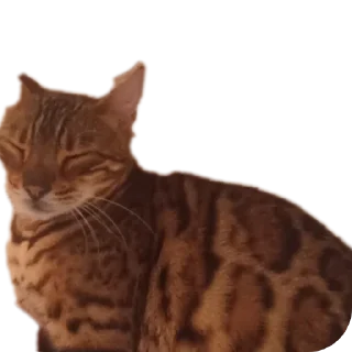 🐱