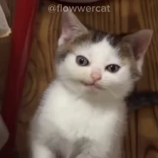 🥱