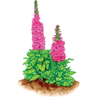 🌱