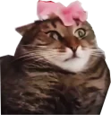 Halp