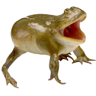 🐸