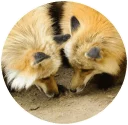 🦊