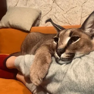 🥰