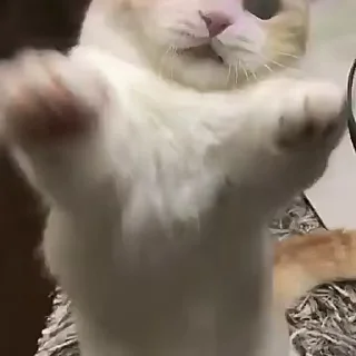 😸