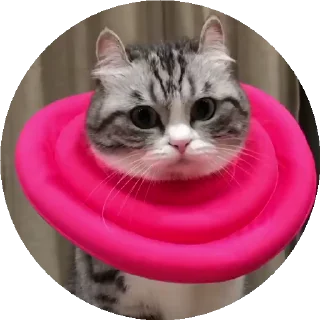 😺