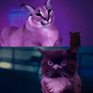 👀