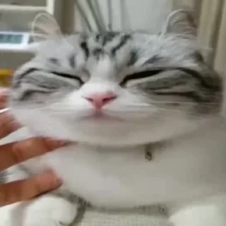 🤚