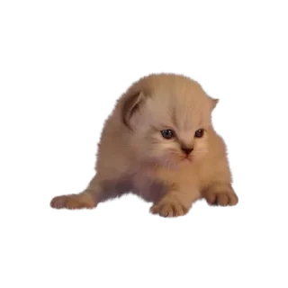 Котёнки