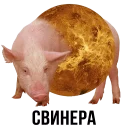 🐷