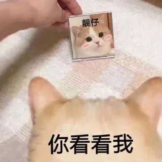 🐶