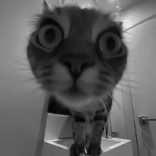 🐈‍⬛️