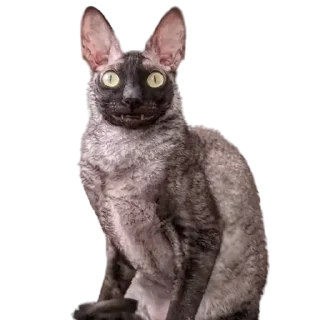 🫡