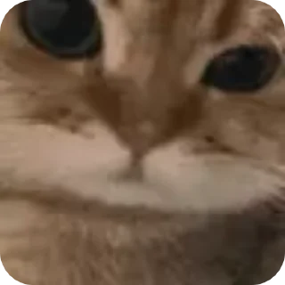 🐈
