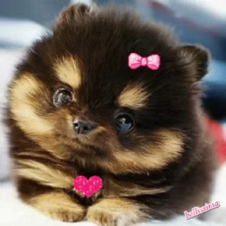 🐶