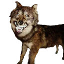 taxiderm