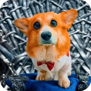 🐶