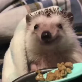 🦔