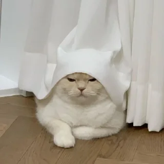 🐾