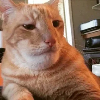 😼