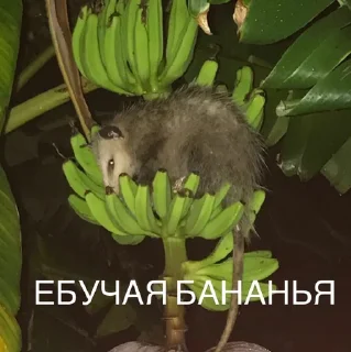 🍌