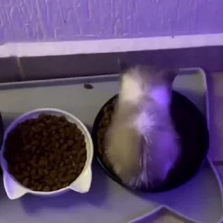 🐈