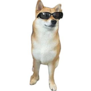 🐶