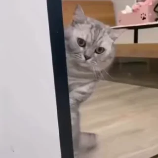 🐱