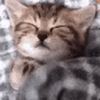 🐱