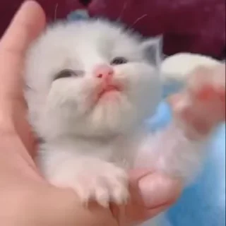 🌟