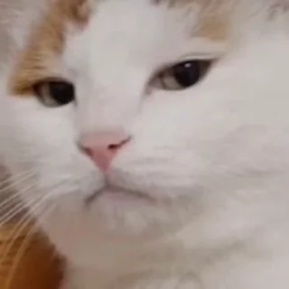 😺