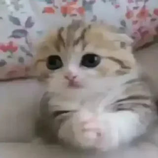 🥺