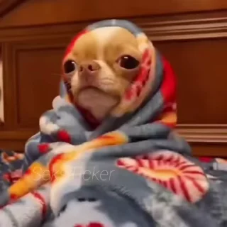 🪥