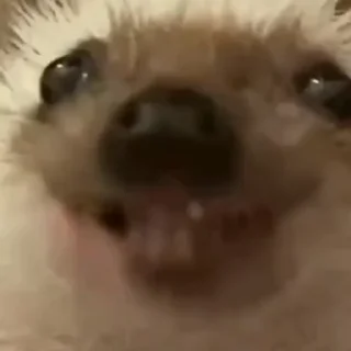 🦔
