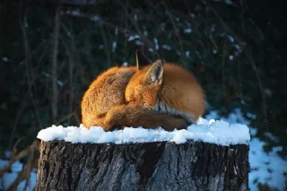 😴