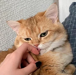 👅