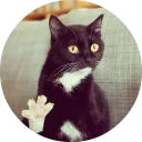 🐱