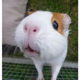 🐹