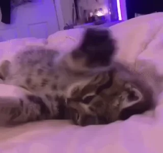 🐱