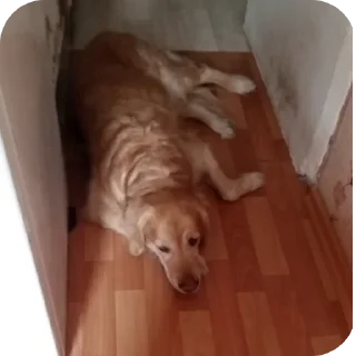 🐶