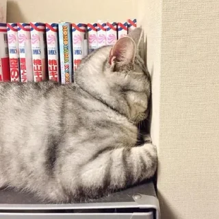 🐈