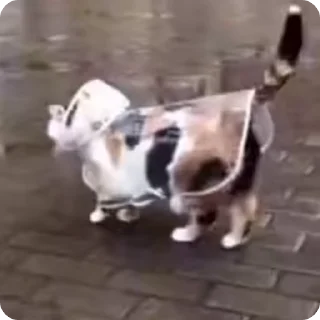 🌧️